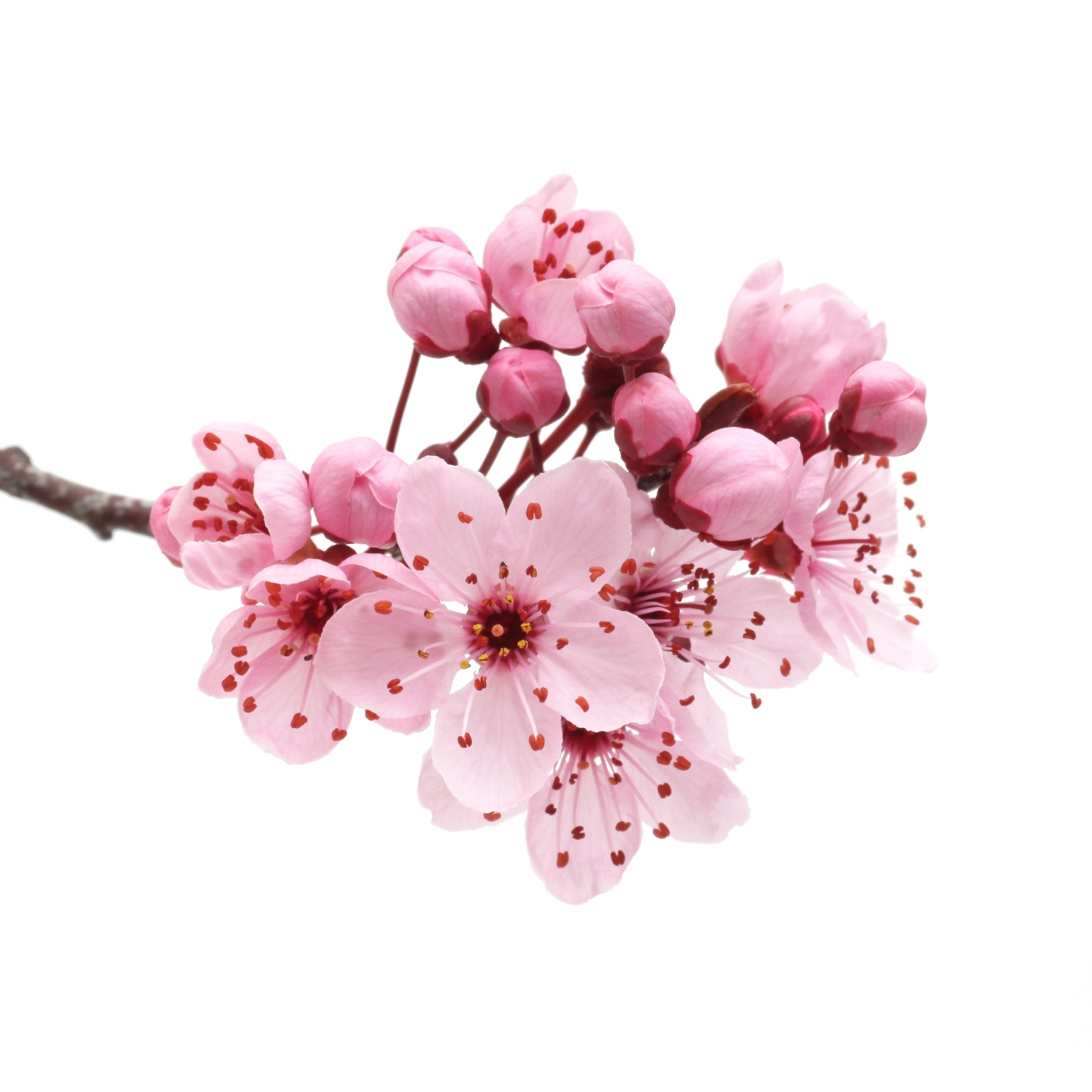 TẾT TRI ÂN – NIỀM VUI NHÂN ĐÔI